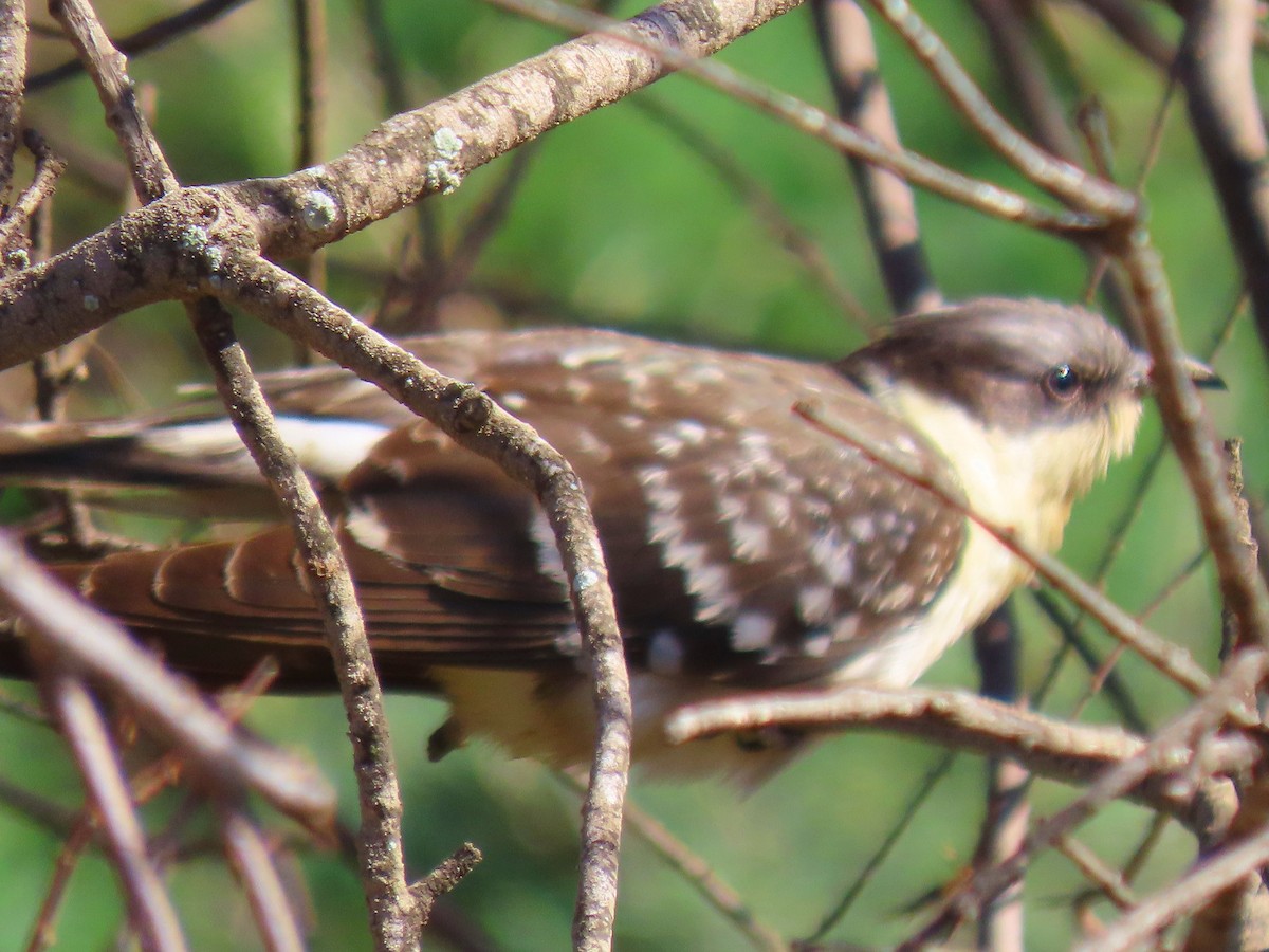 Great Spotted Cuckoo - ML616615486