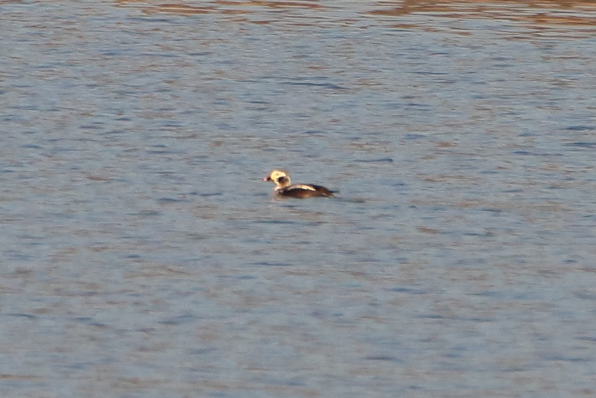 Long-tailed Duck - ML616615501