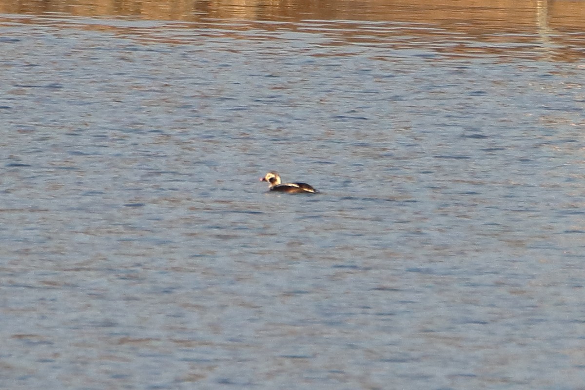 Long-tailed Duck - ML616615502