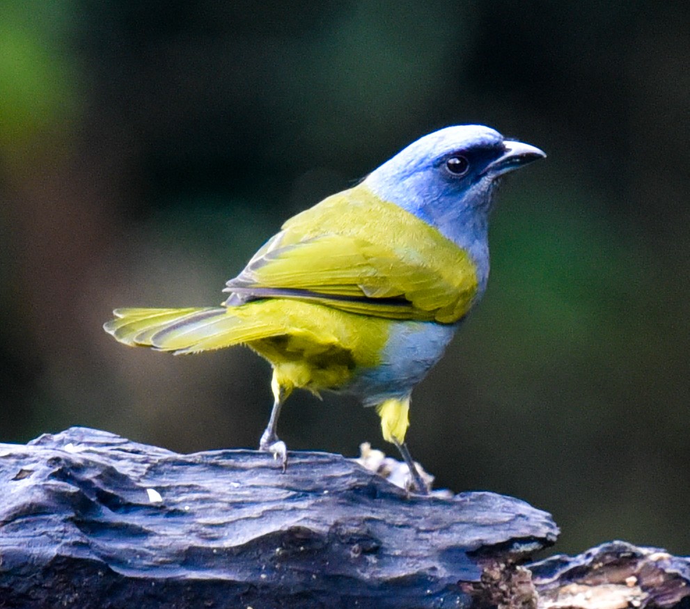 Blue-capped Tanager - ML616615505
