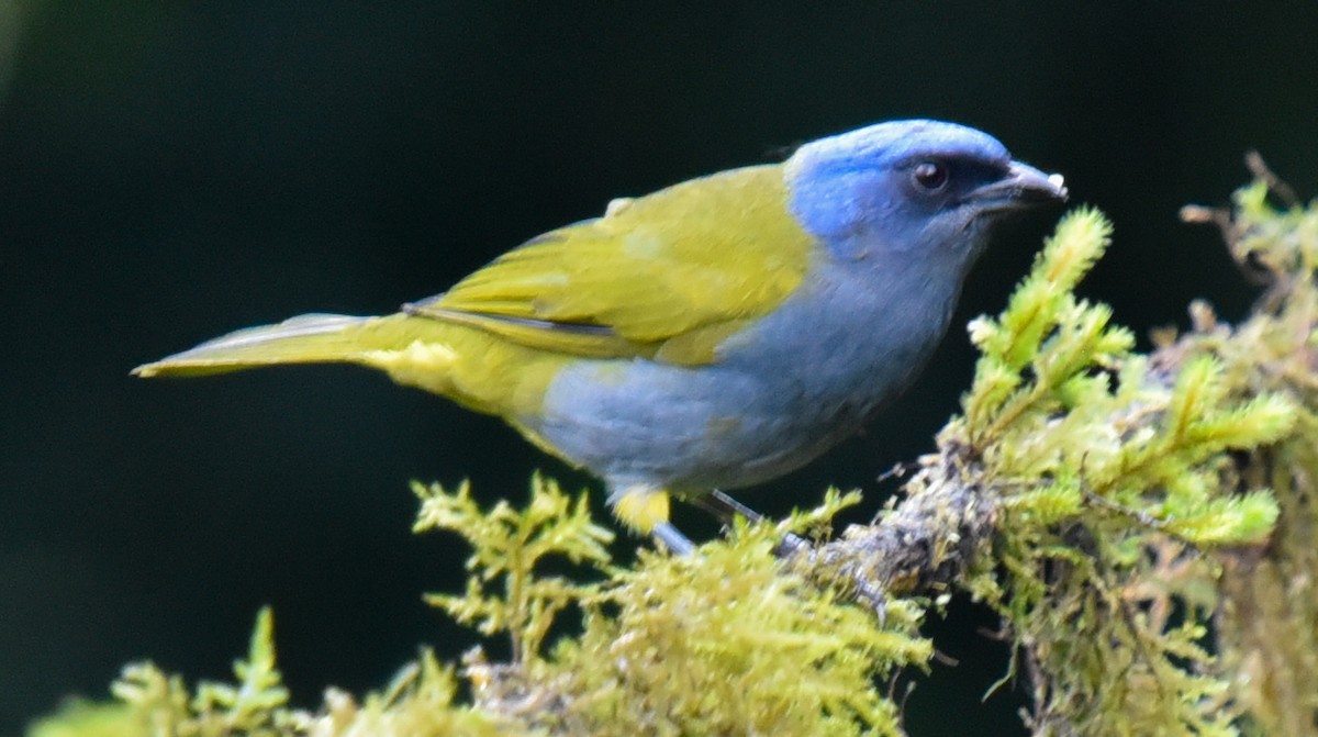 Blue-capped Tanager - ML616615506