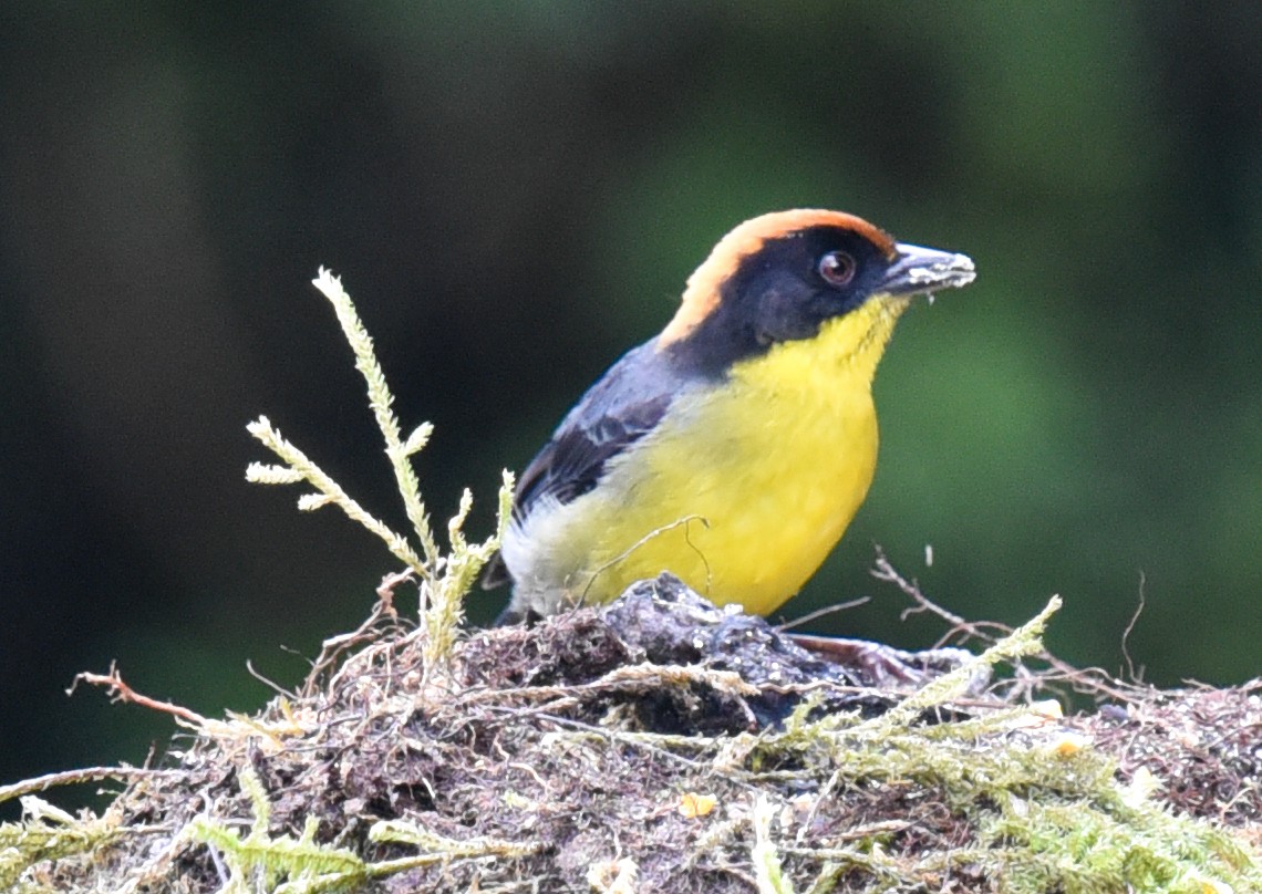 Yellow-breasted Brushfinch (Yellow-breasted) - ML616615516