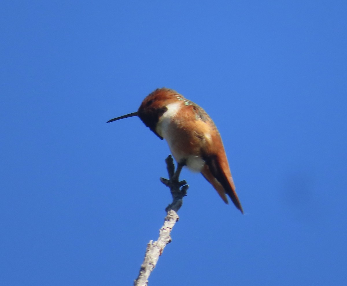 Rufous/Allen's Hummingbird - ML616615577