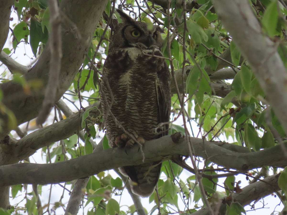 Great Horned Owl - ML616615612