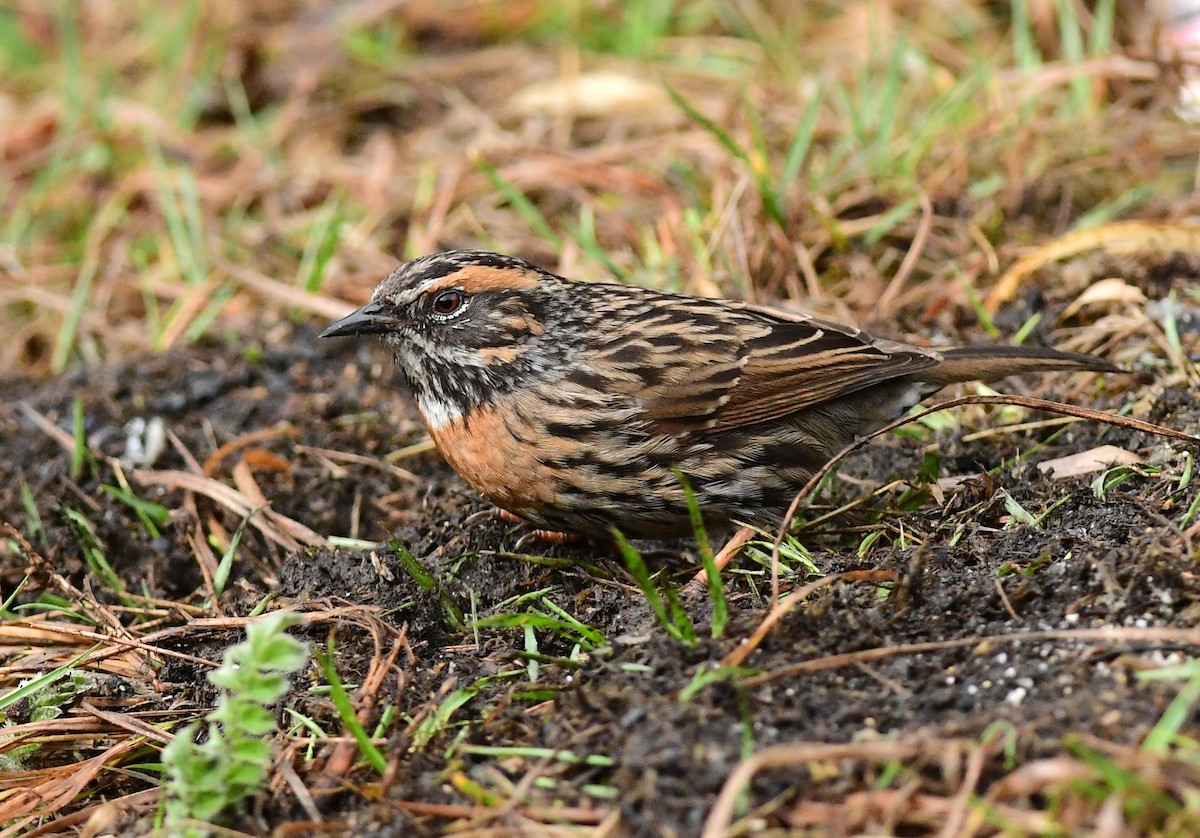 Rufous-breasted Accentor - ML616615679