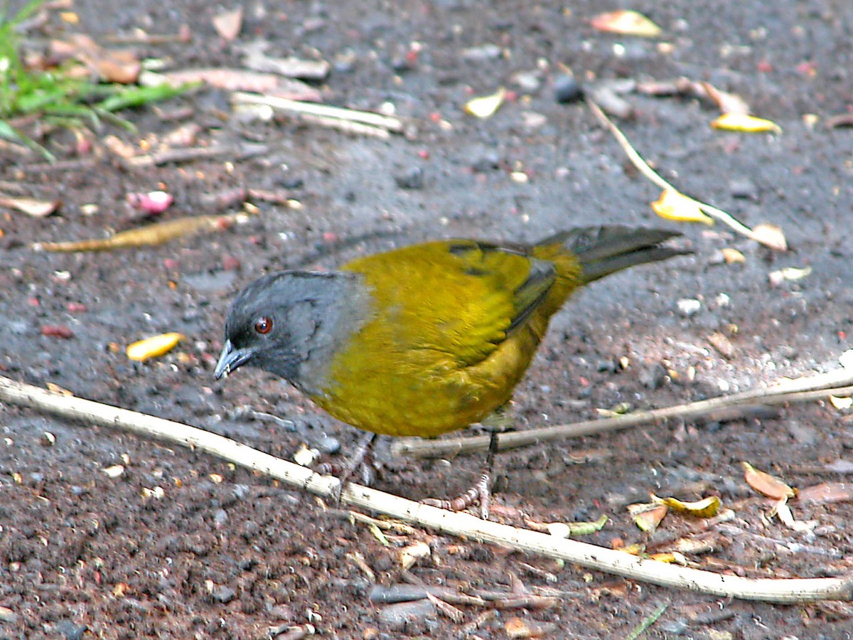 Scarlet-rumped Tanager - ML616615680