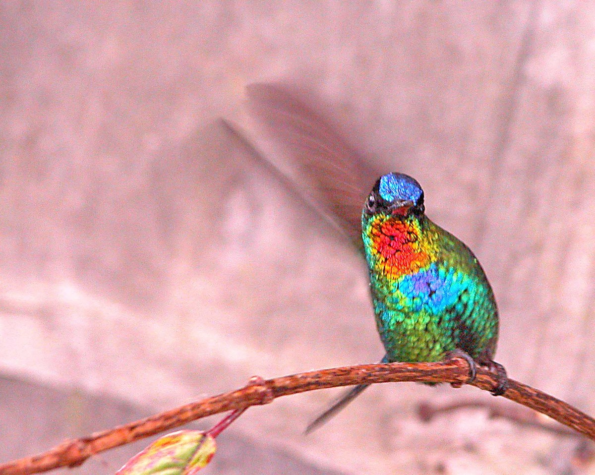 Fiery-throated Hummingbird - ML616615761
