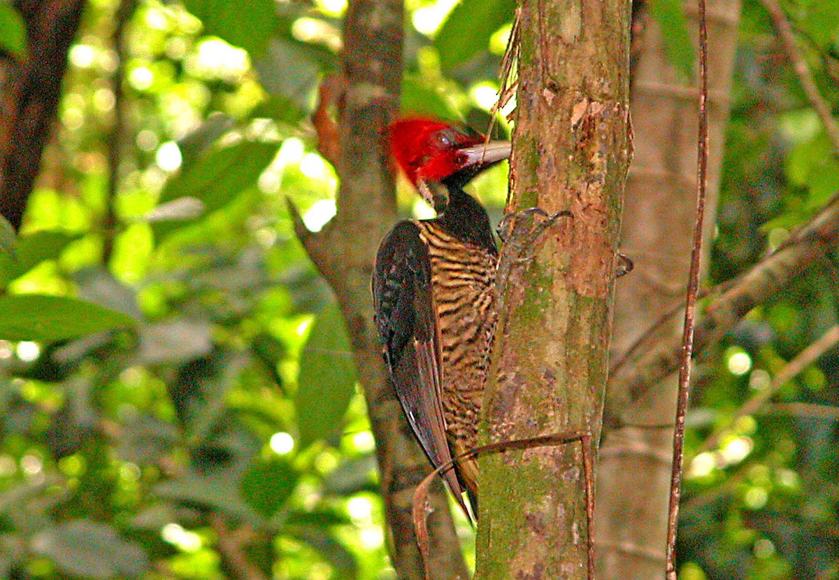 Pale-billed Woodpecker - ML616615817