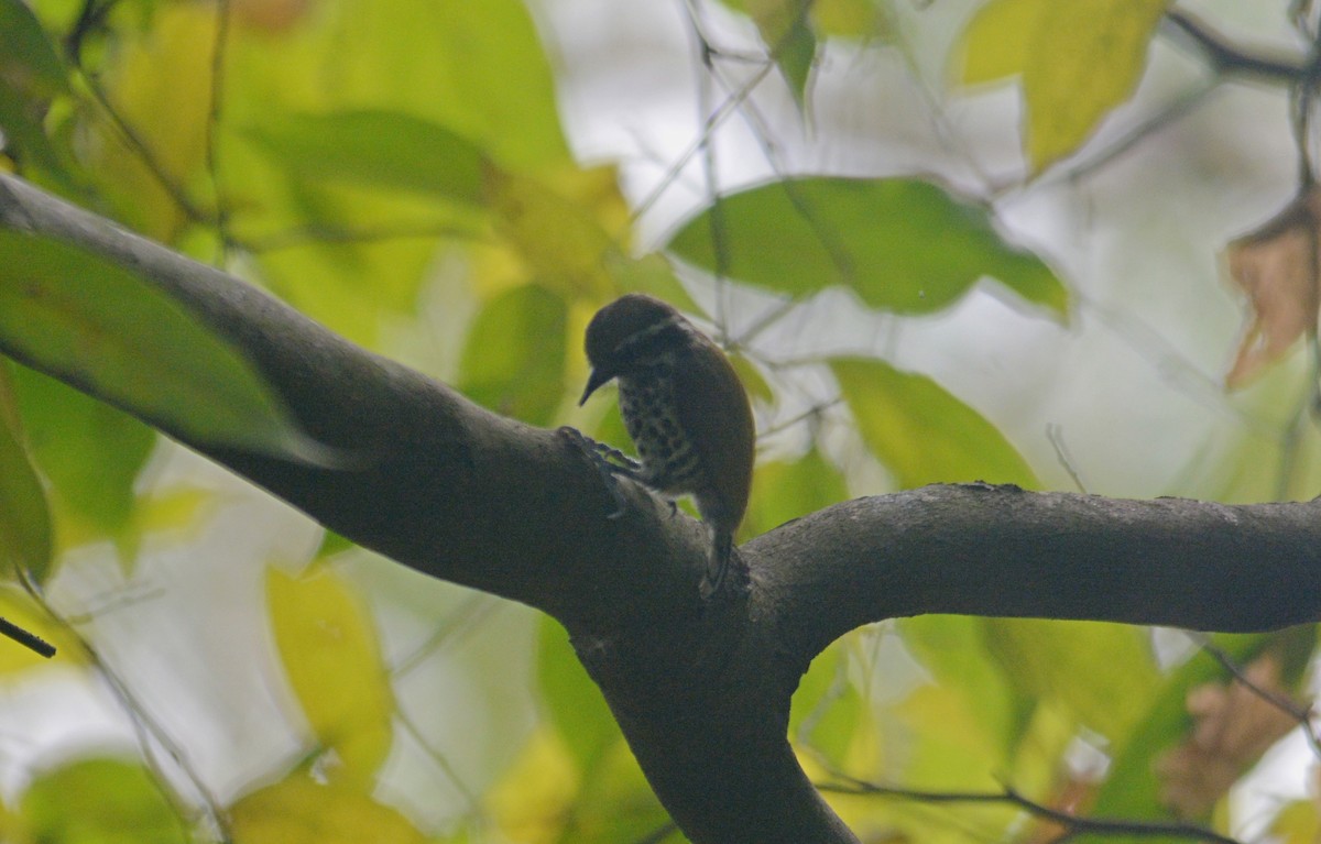 Speckled Piculet - ML616615902