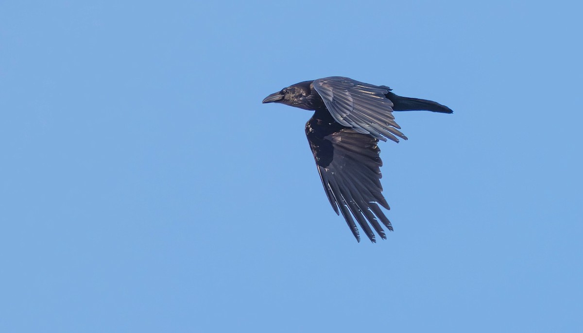 Common Raven - ML616615948