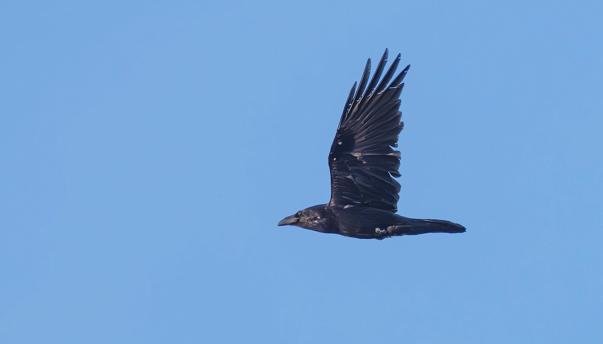 Common Raven - ML616615949