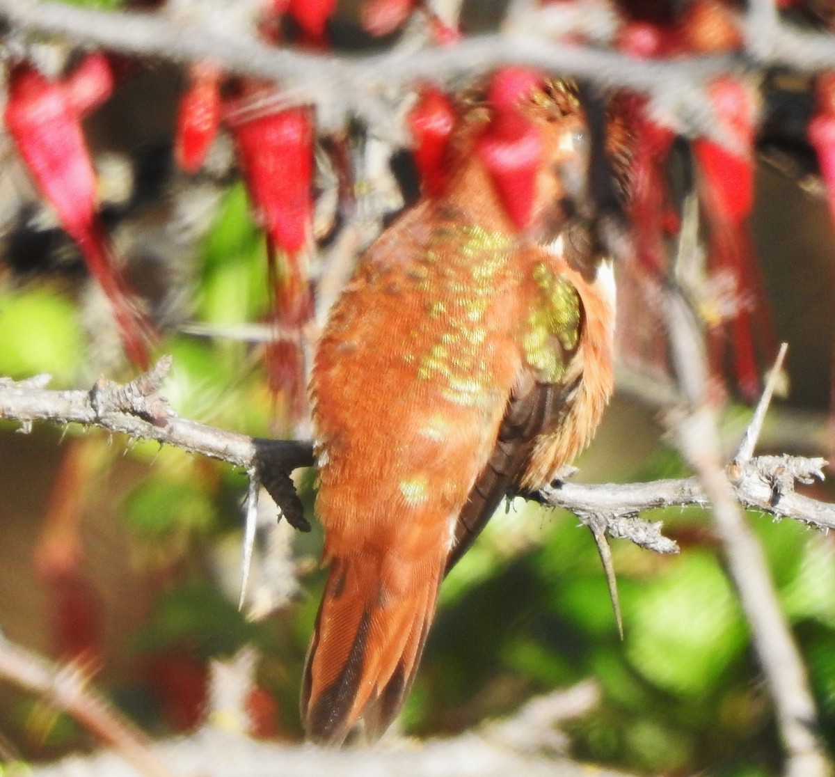 Rufous/Allen's Hummingbird - ML616616030