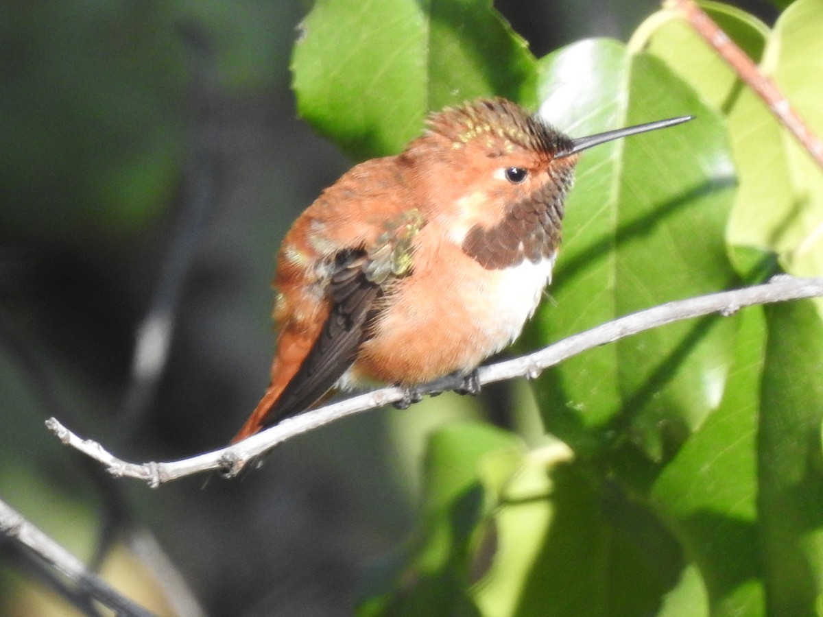 Rufous/Allen's Hummingbird - ML616616031