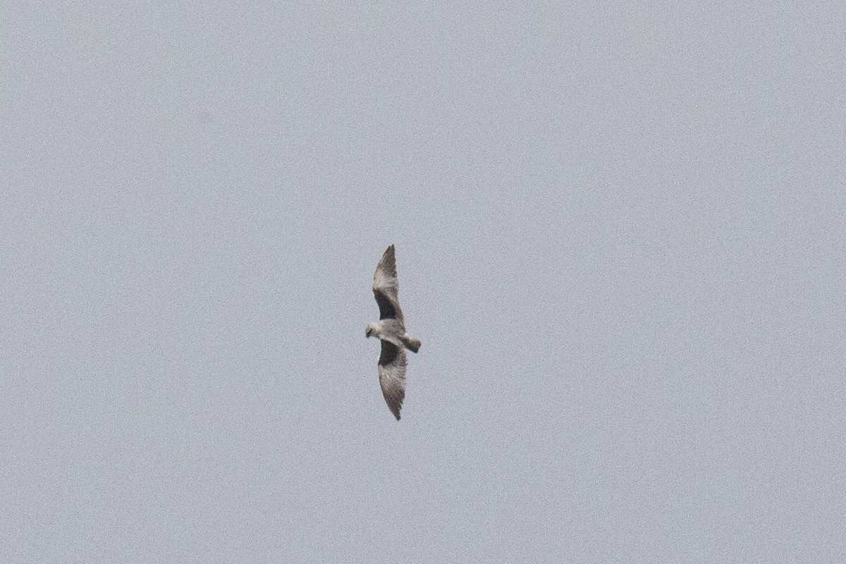 Black-winged Kite - ML616616070