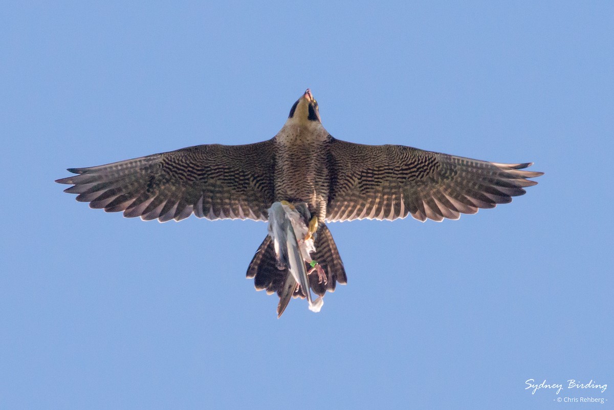 Peregrine Falcon (Australian) - ML616616086