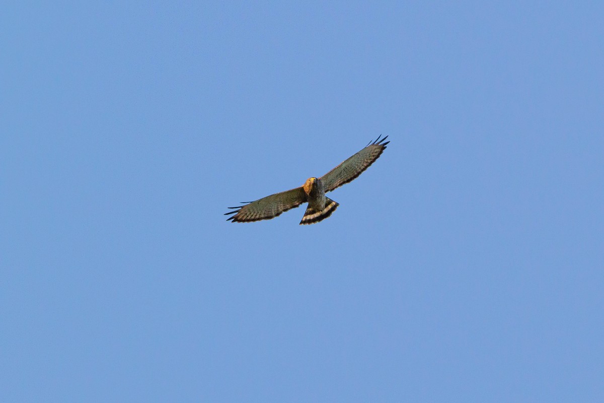 Broad-winged Hawk - ML616616128