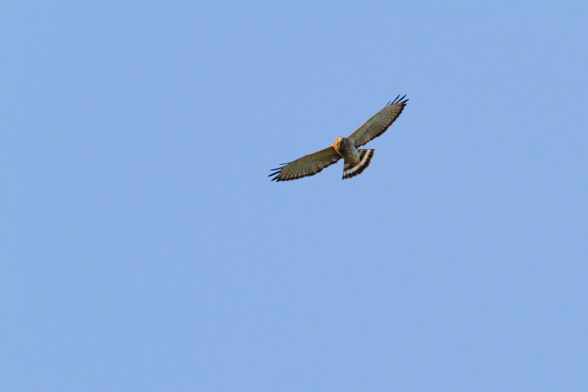 Broad-winged Hawk - ML616616129