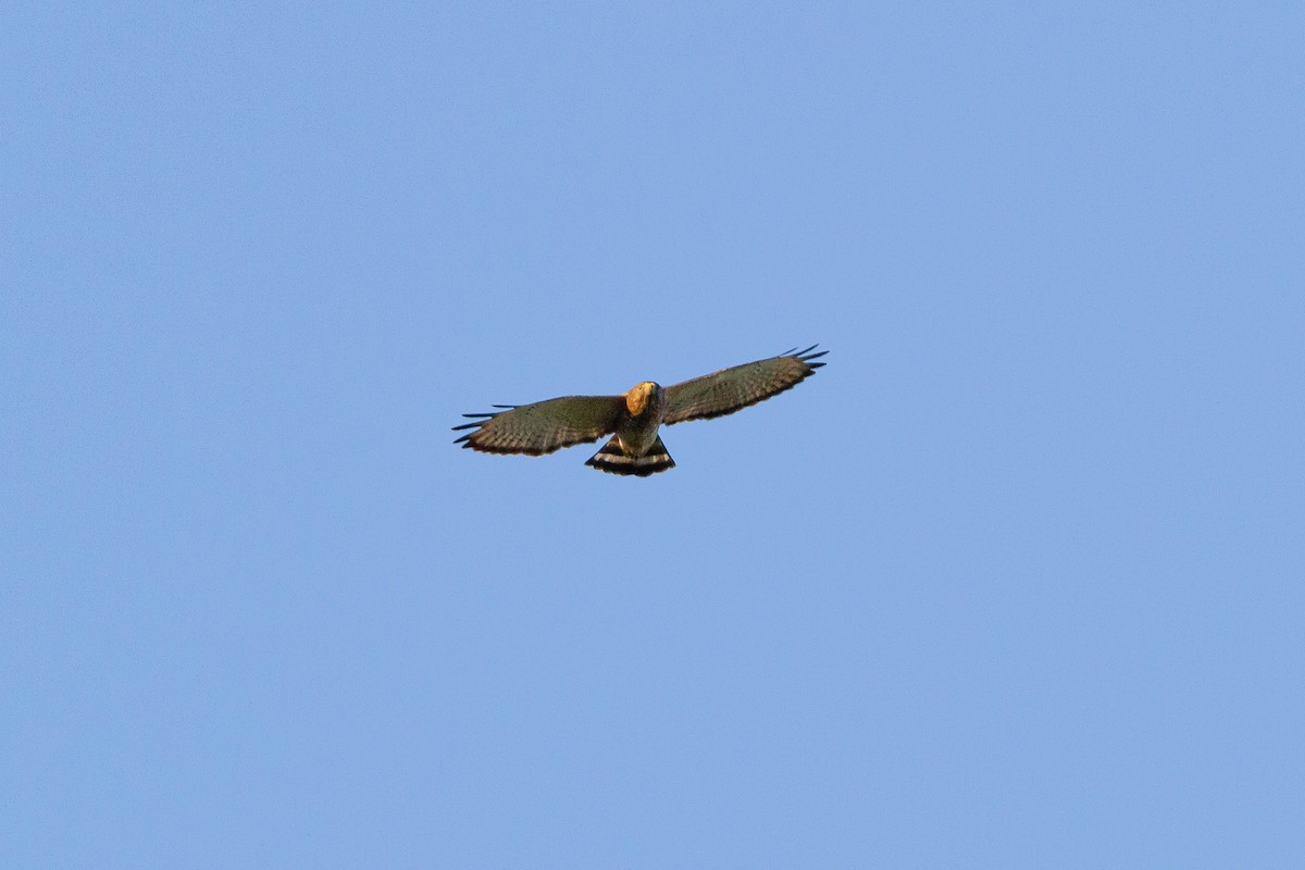 Broad-winged Hawk - ML616616130