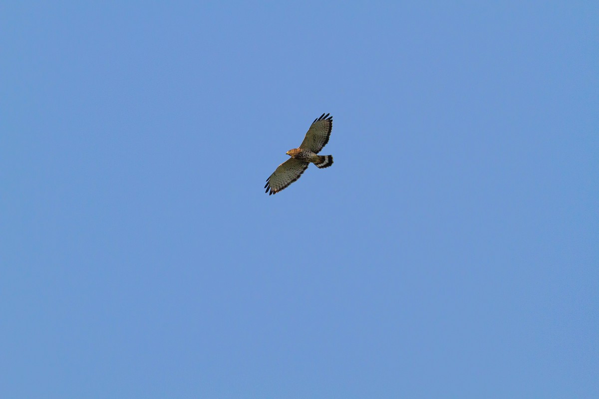 Broad-winged Hawk - ML616616132