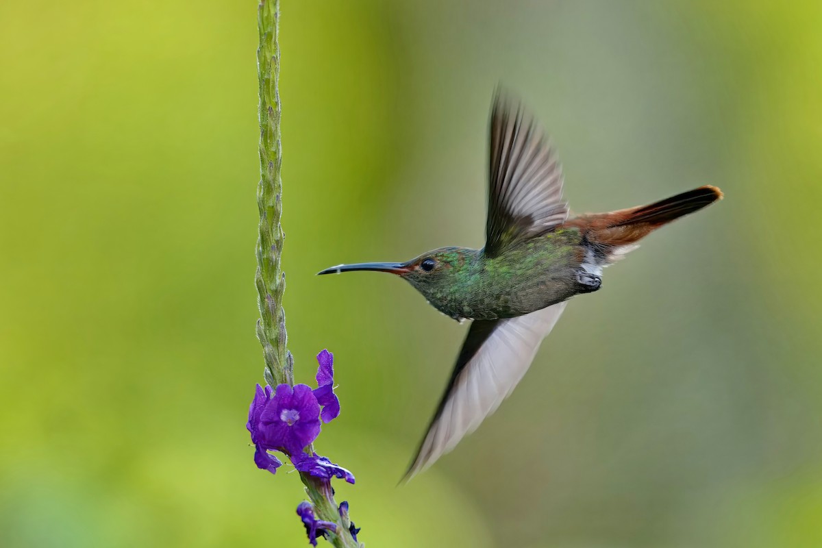 Rufous-tailed Hummingbird - ML616616134