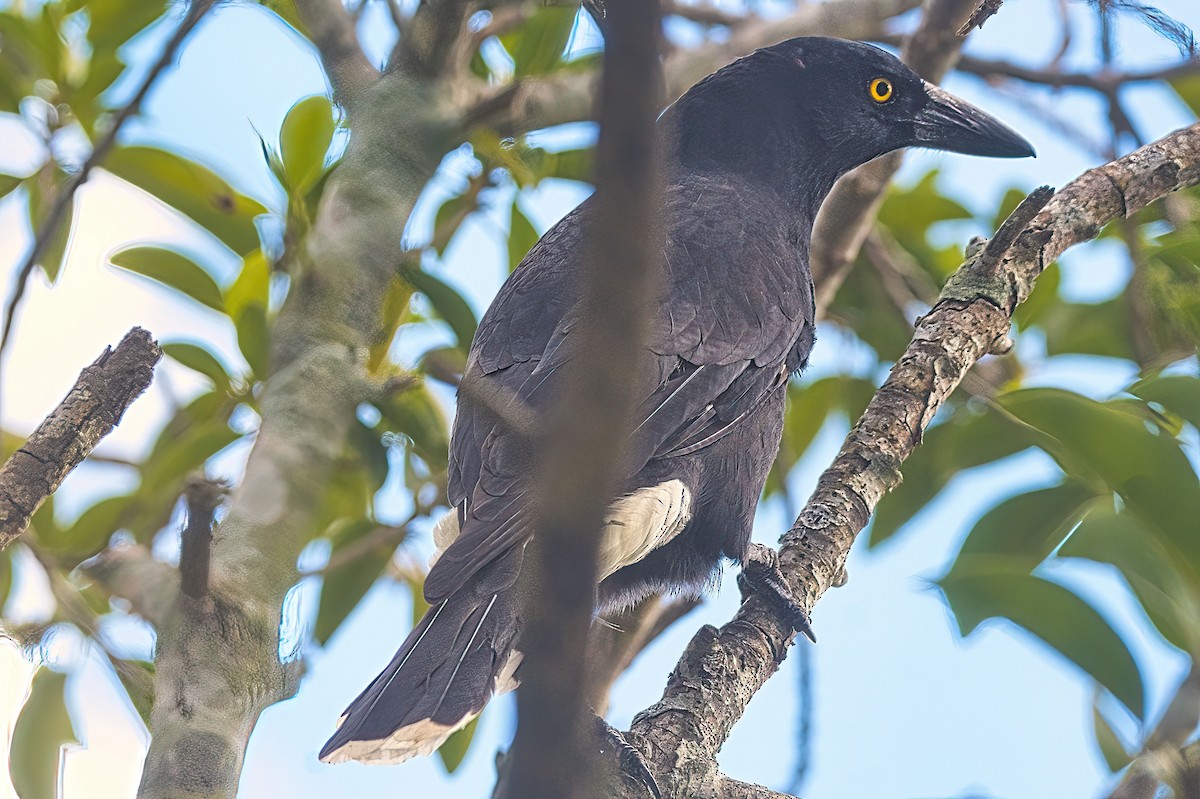 Pied Currawong - ML616616141