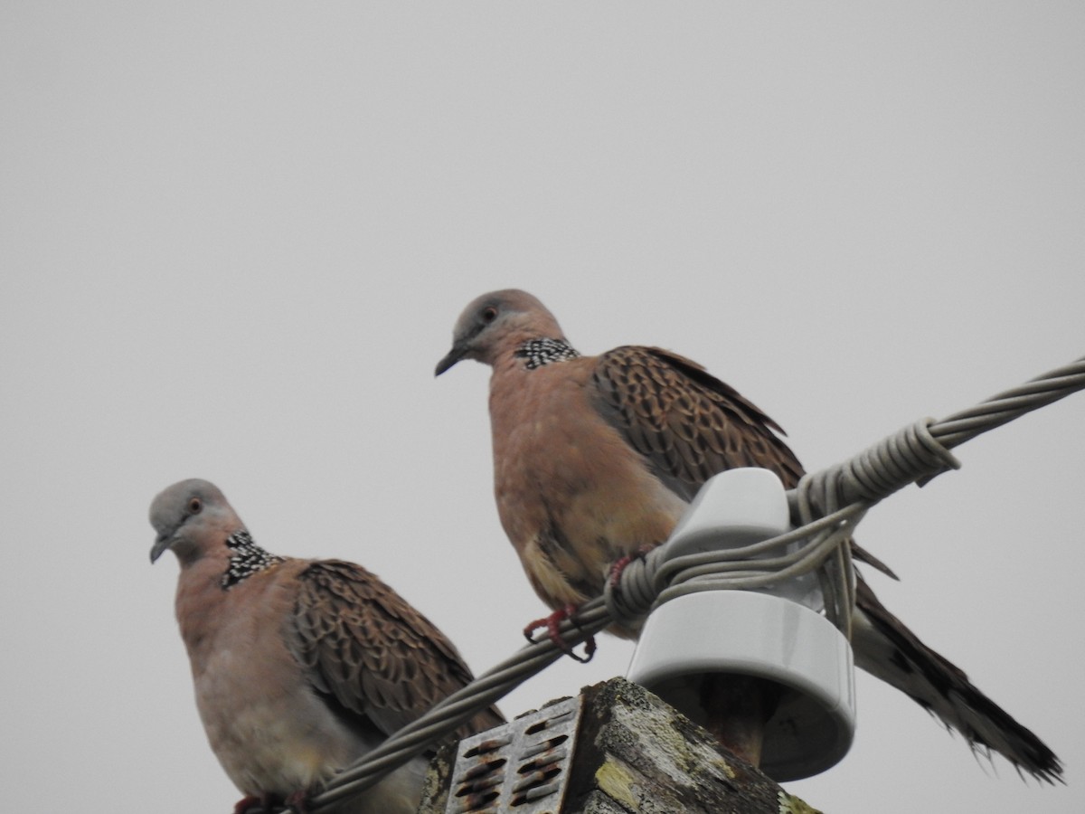 Spotted Dove - ML616616227