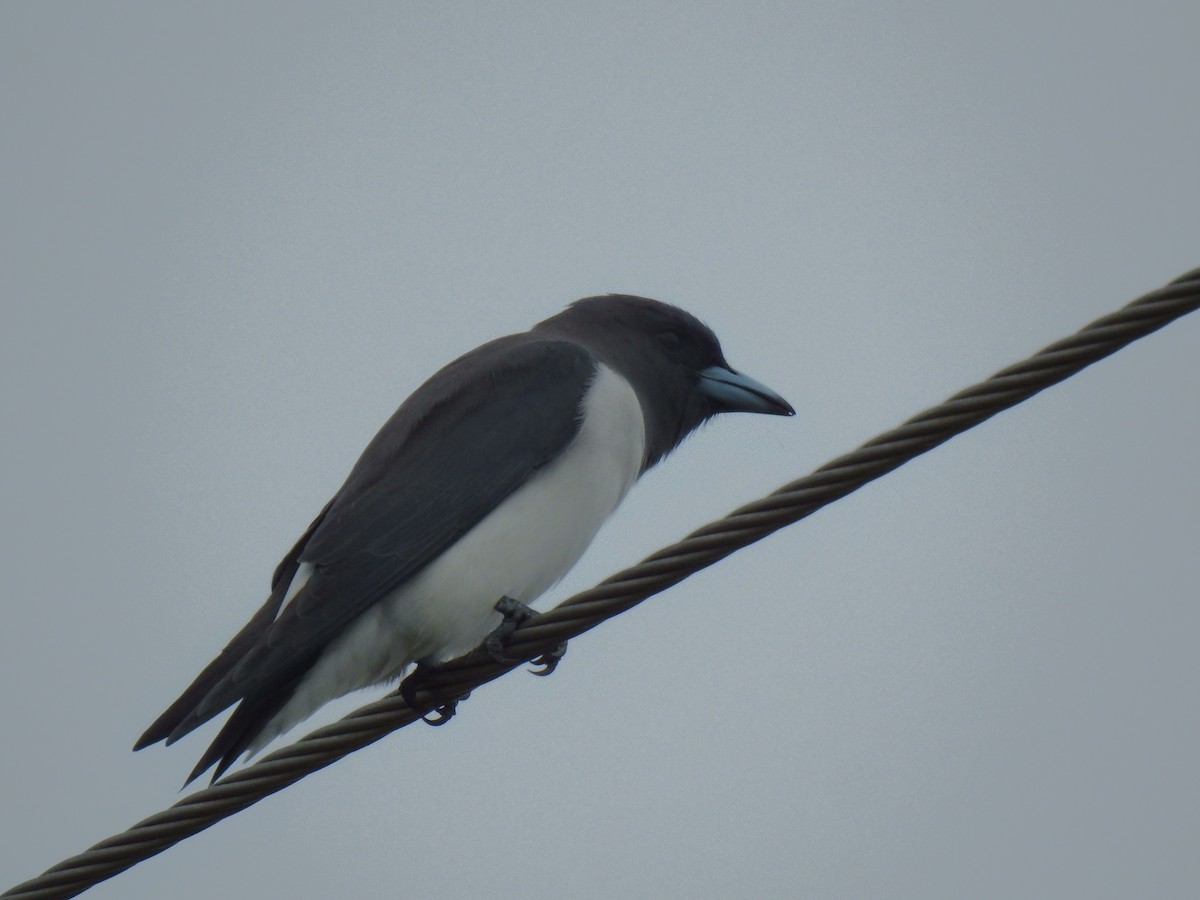 White-breasted Woodswallow - ML616616246