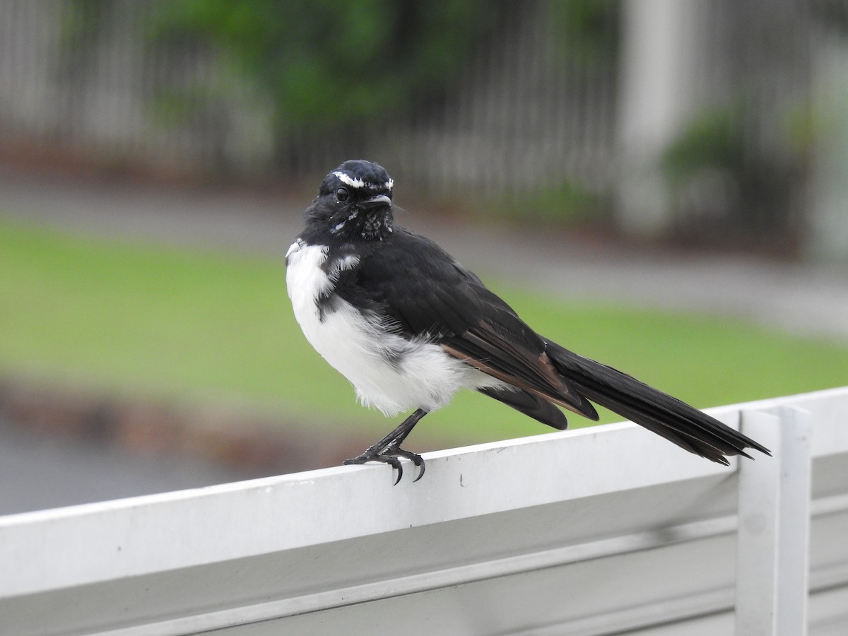 Willie-wagtail - ML616616248