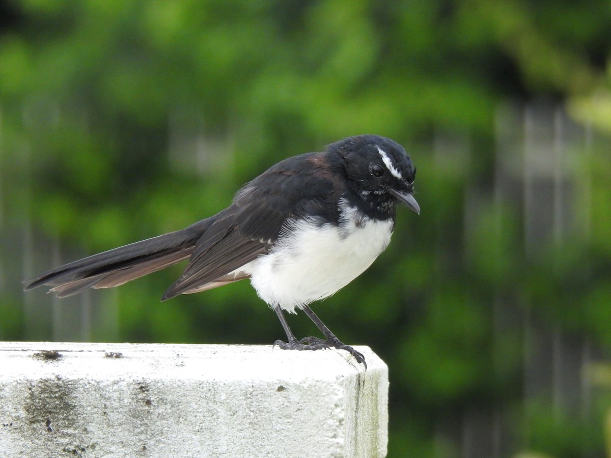 Willie-wagtail - ML616616253