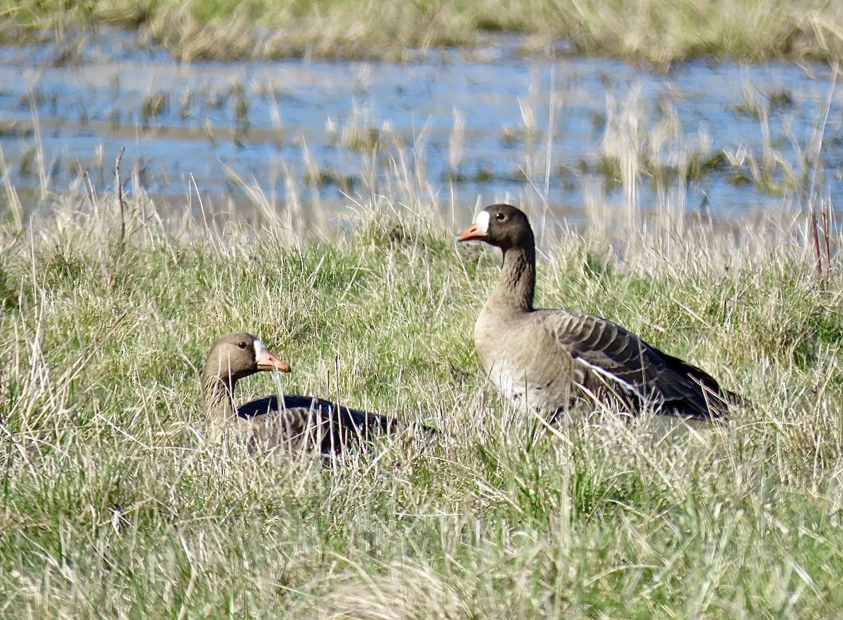 Greater White-fronted Goose - ML616616404