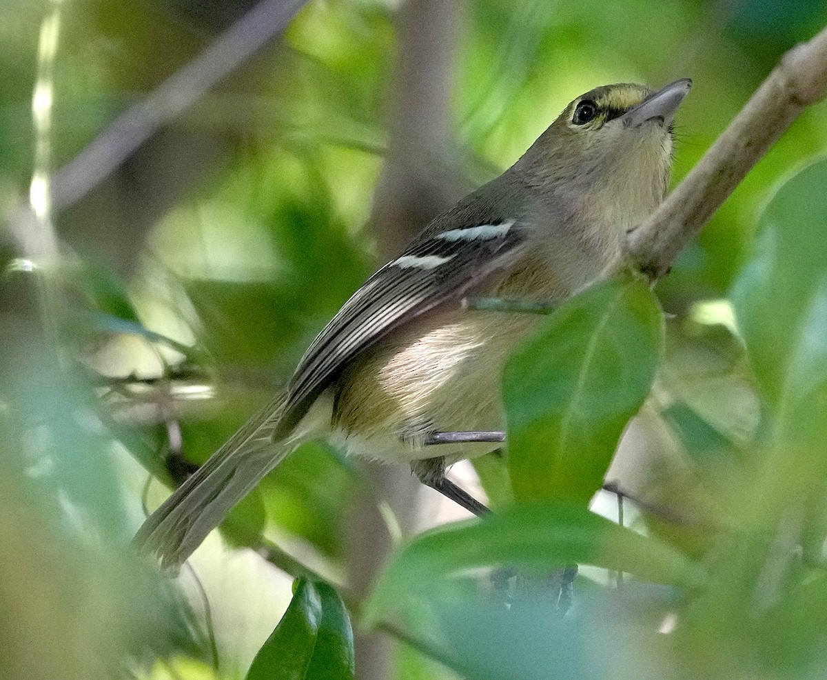 Thick-billed Vireo - ML616616442