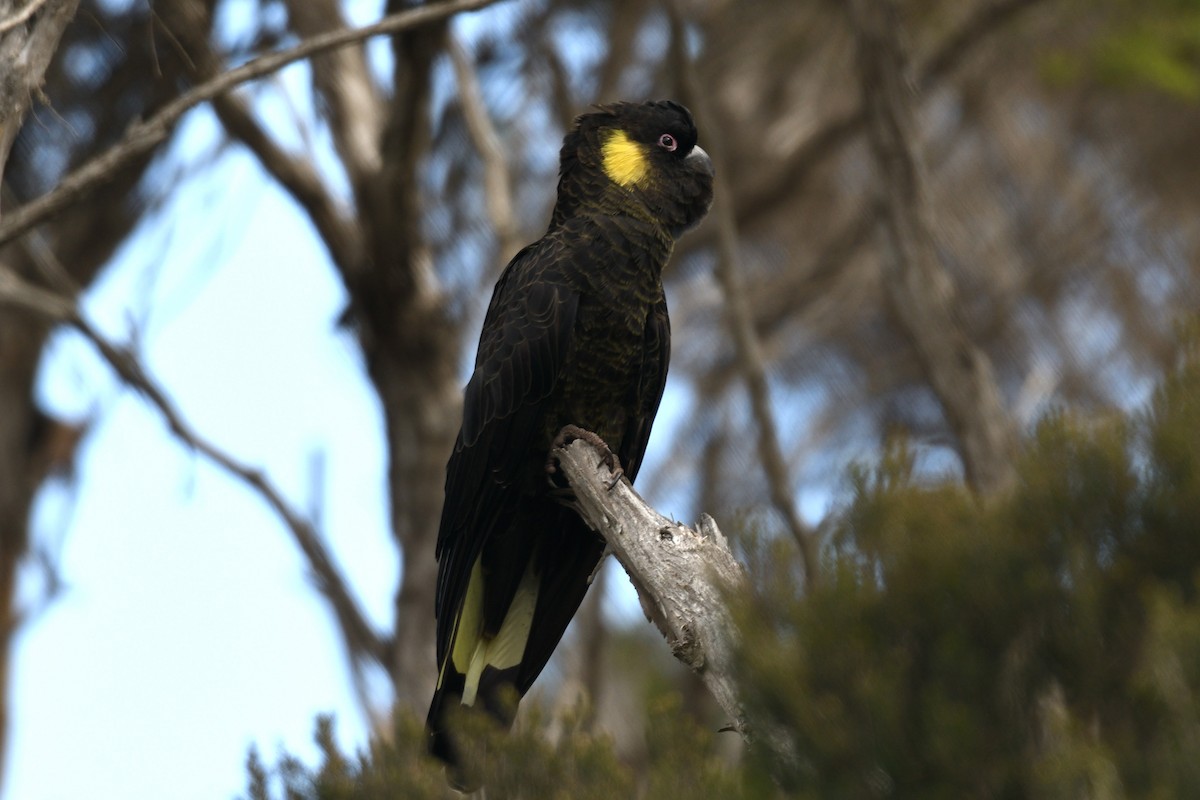Yellow-tailed Black-Cockatoo - ML616616443