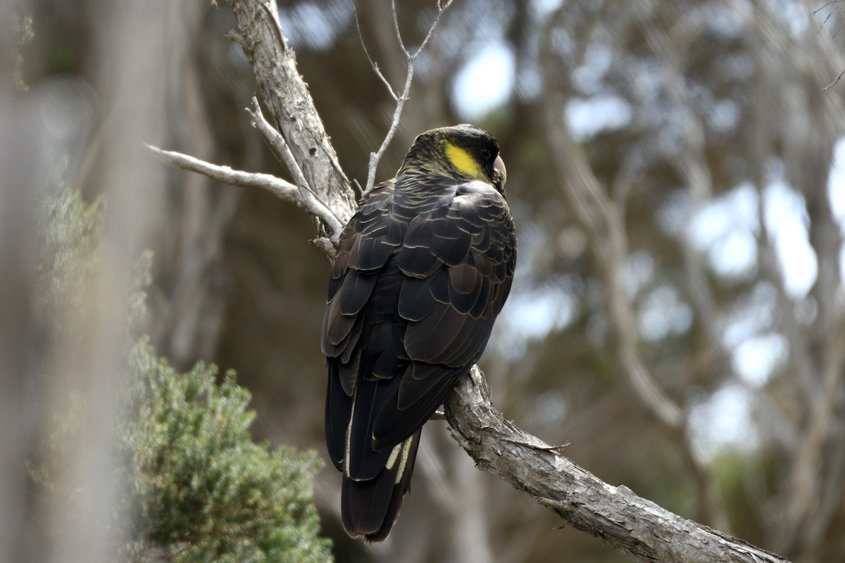 Yellow-tailed Black-Cockatoo - ML616616444
