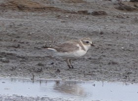 Piping Plover - ML616616454