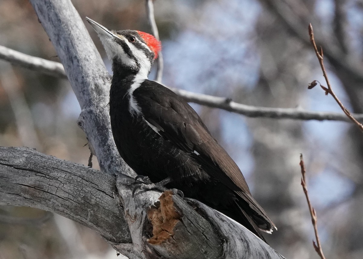 Pileated Woodpecker - ML616616456