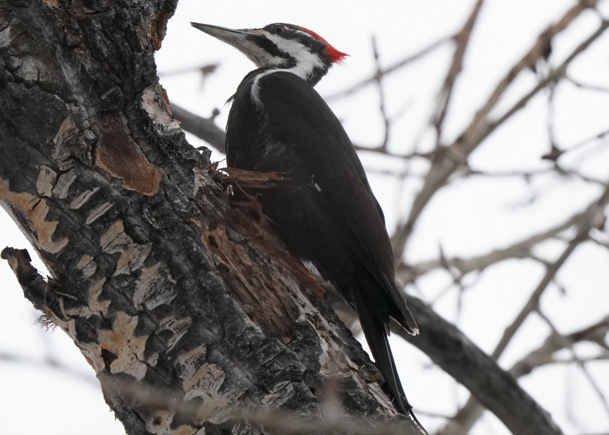 Pileated Woodpecker - ML616616460