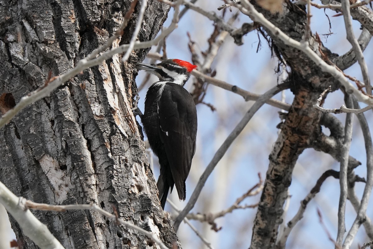 Pileated Woodpecker - ML616616461