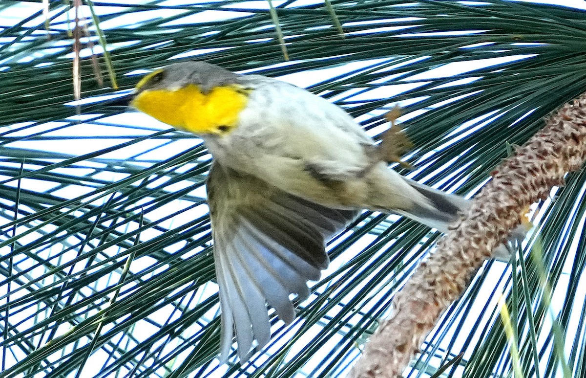 Olive-capped Warbler - Phil Davis