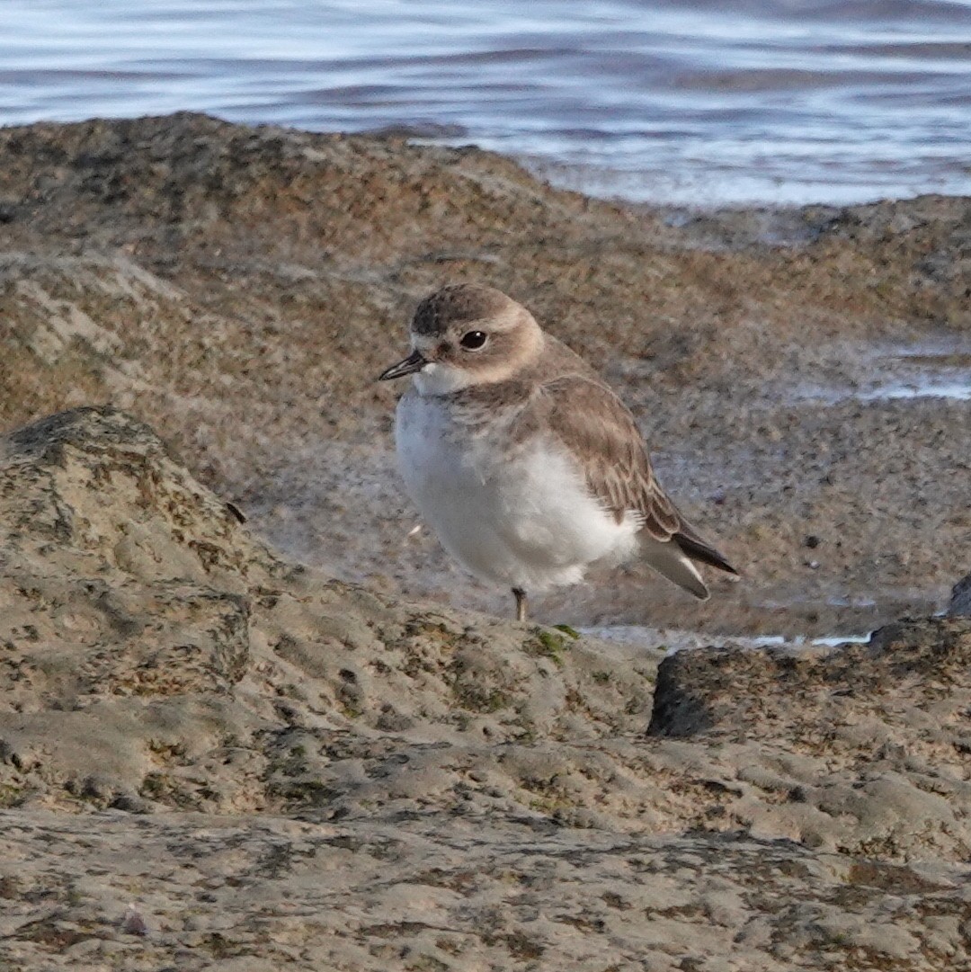 Double-banded Plover - ML616616469