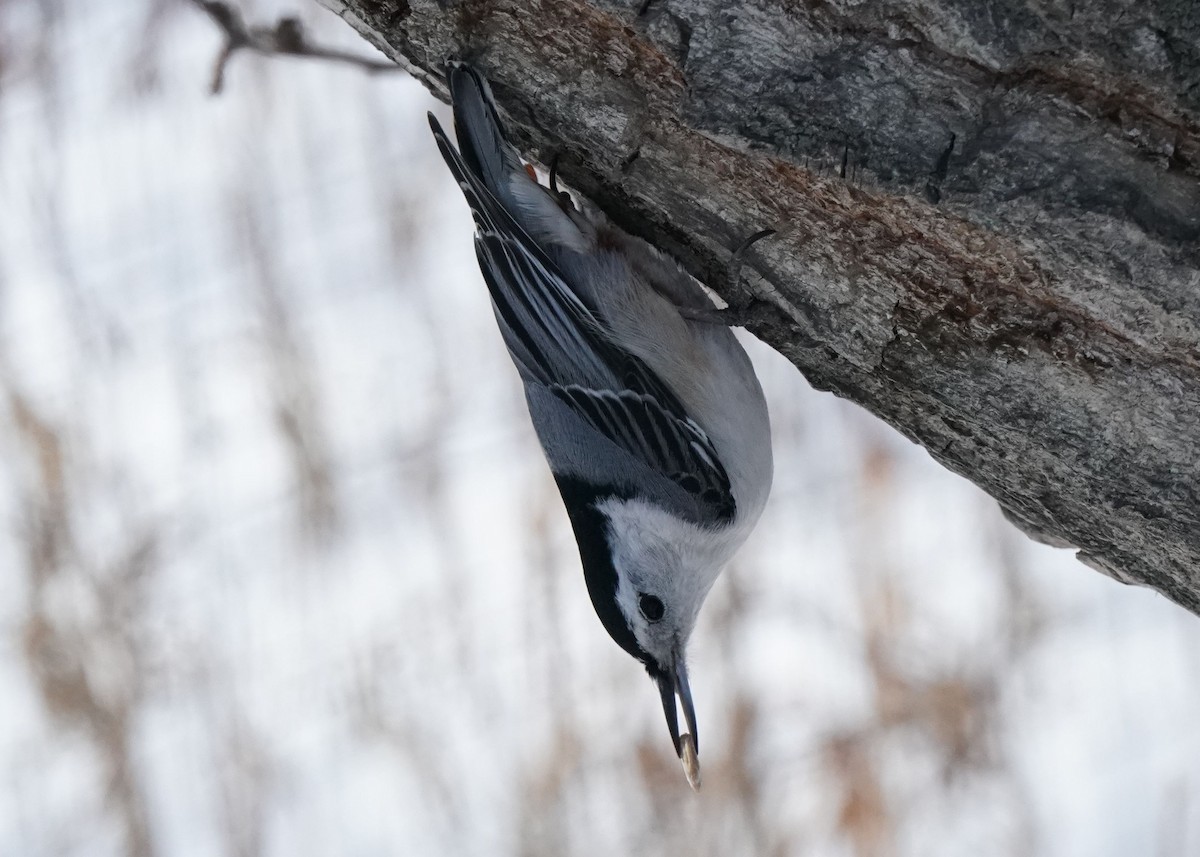 White-breasted Nuthatch - ML616616470