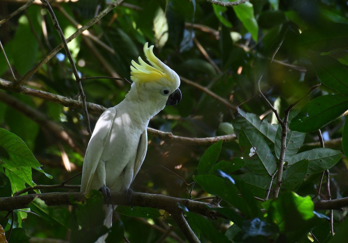 Yellow-crested Cockatoo - ML616616502