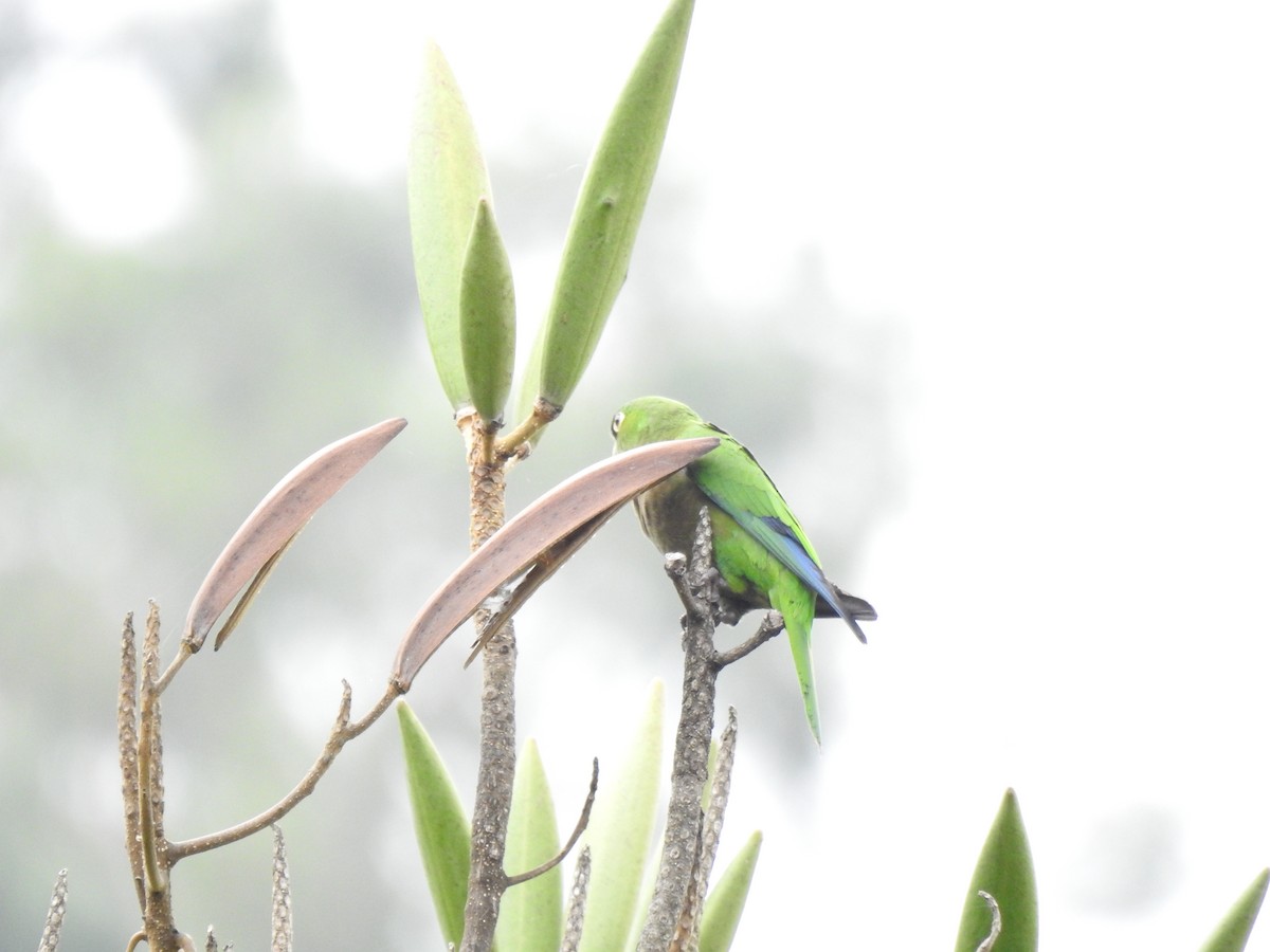 Olive-throated Parakeet (Jamaican) - ML616616512