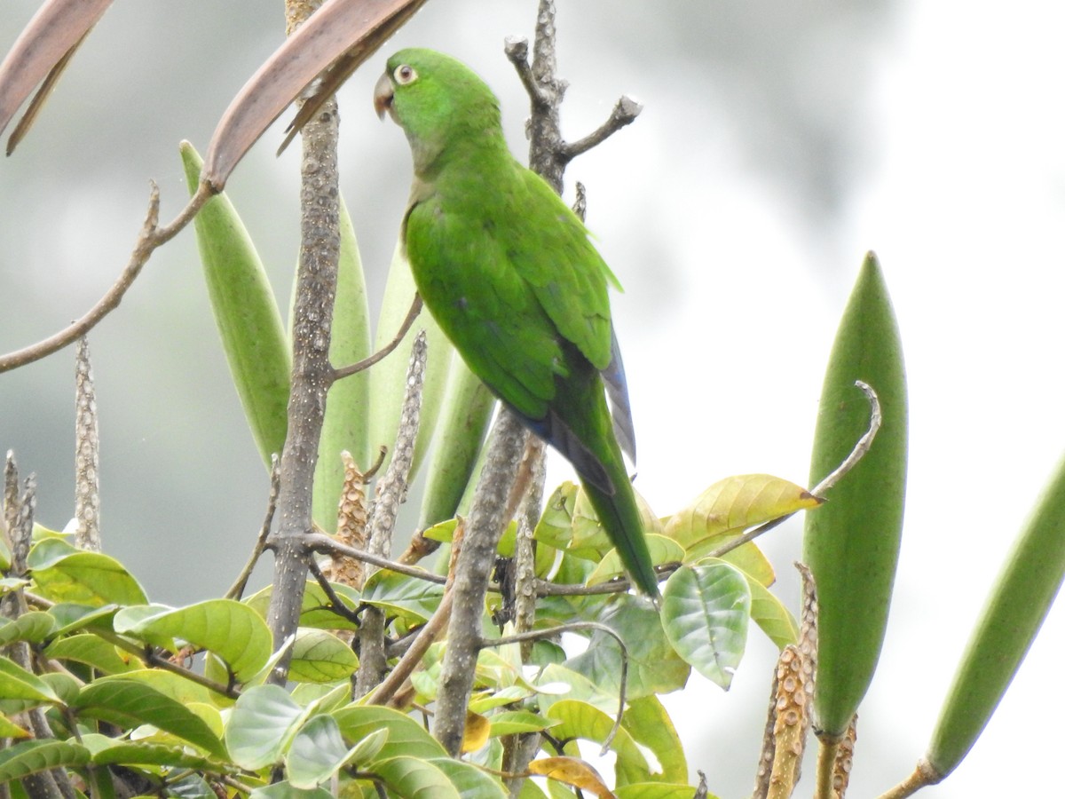 Olive-throated Parakeet (Jamaican) - ML616616513