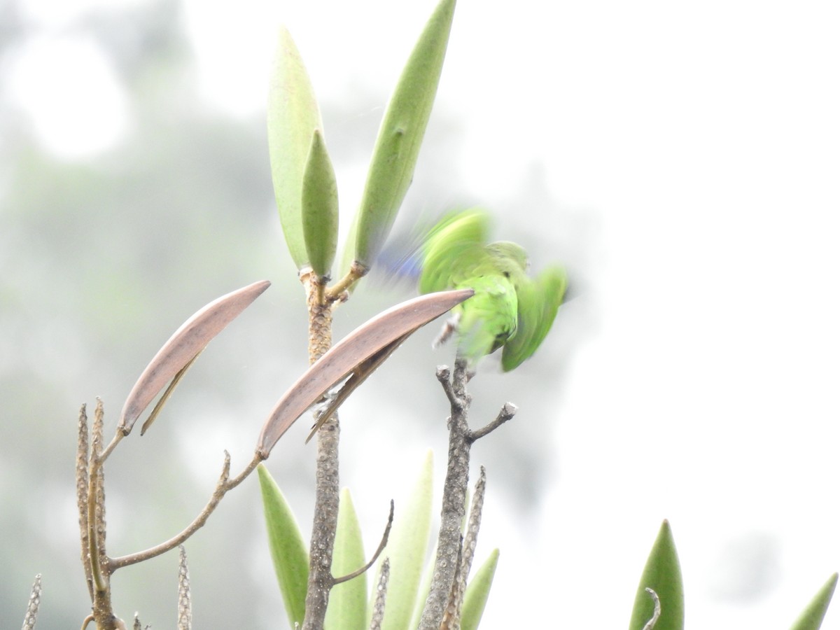 Olive-throated Parakeet (Jamaican) - Heath Harlan
