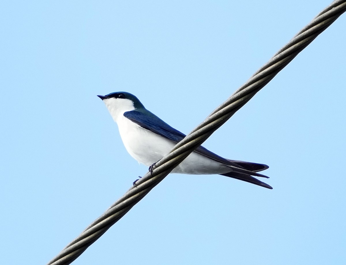 Bahama Swallow - ML616616531