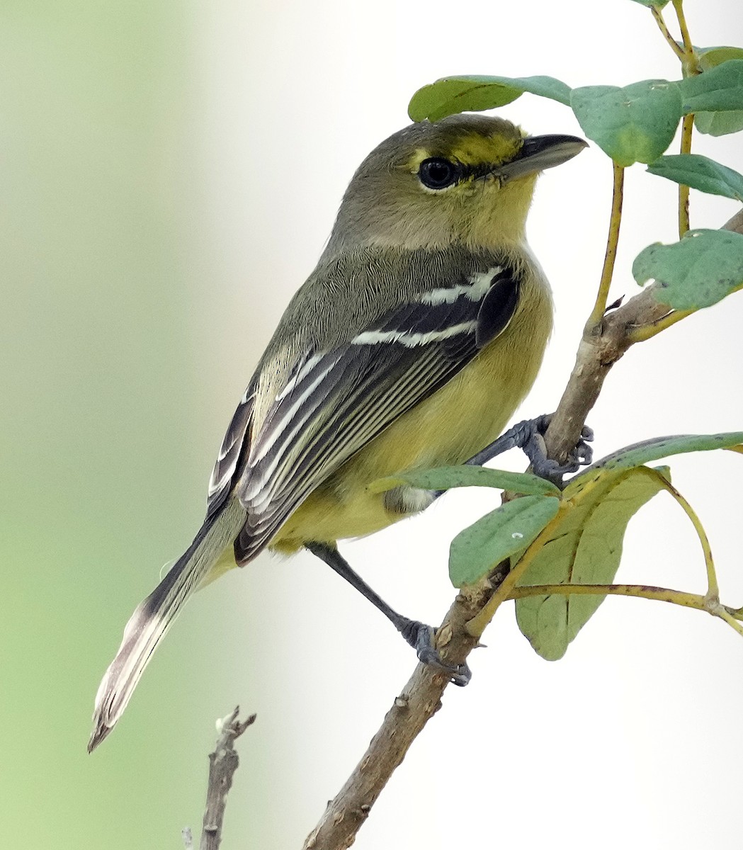 Thick-billed Vireo - ML616616587