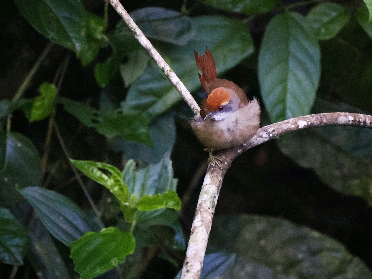 Rufous-capped Spinetail - Gabriel Willow