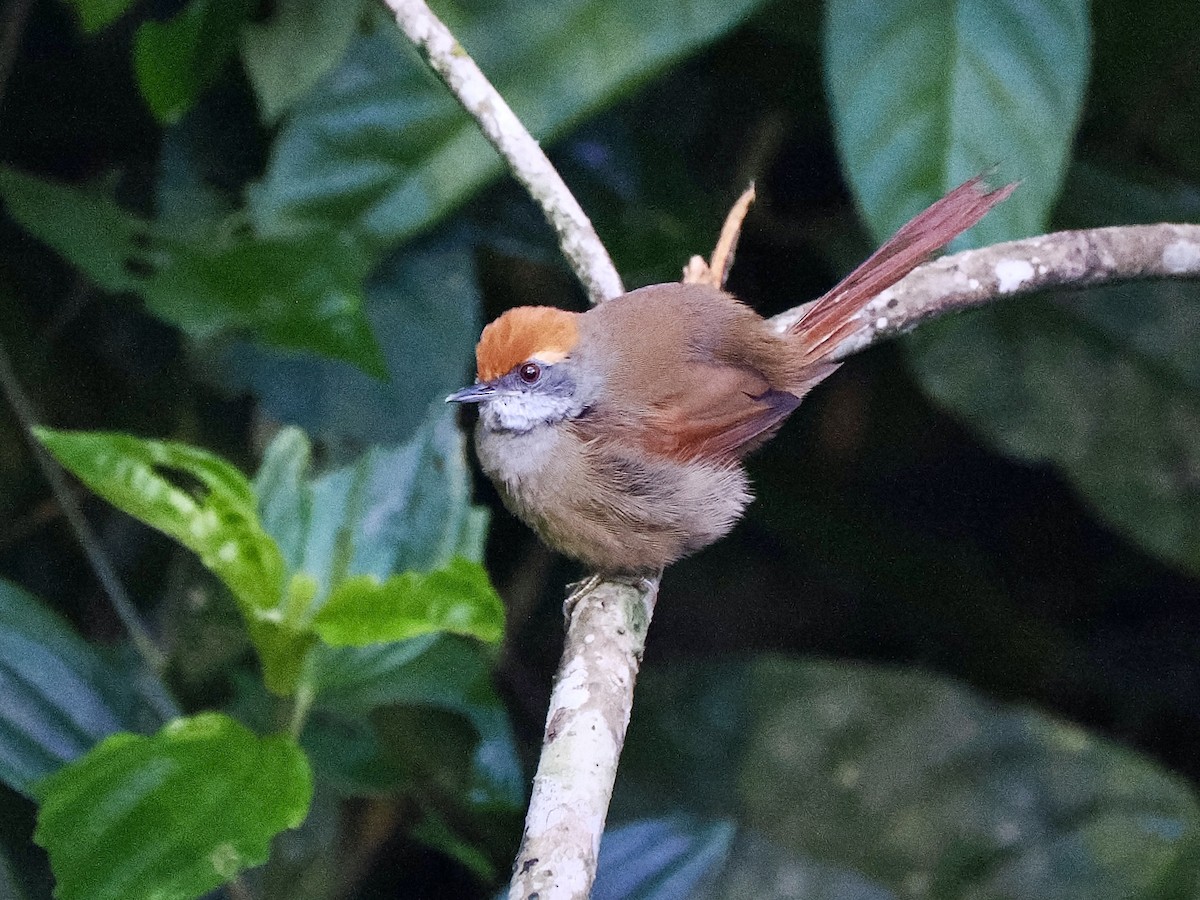 Rufous-capped Spinetail - ML616616625