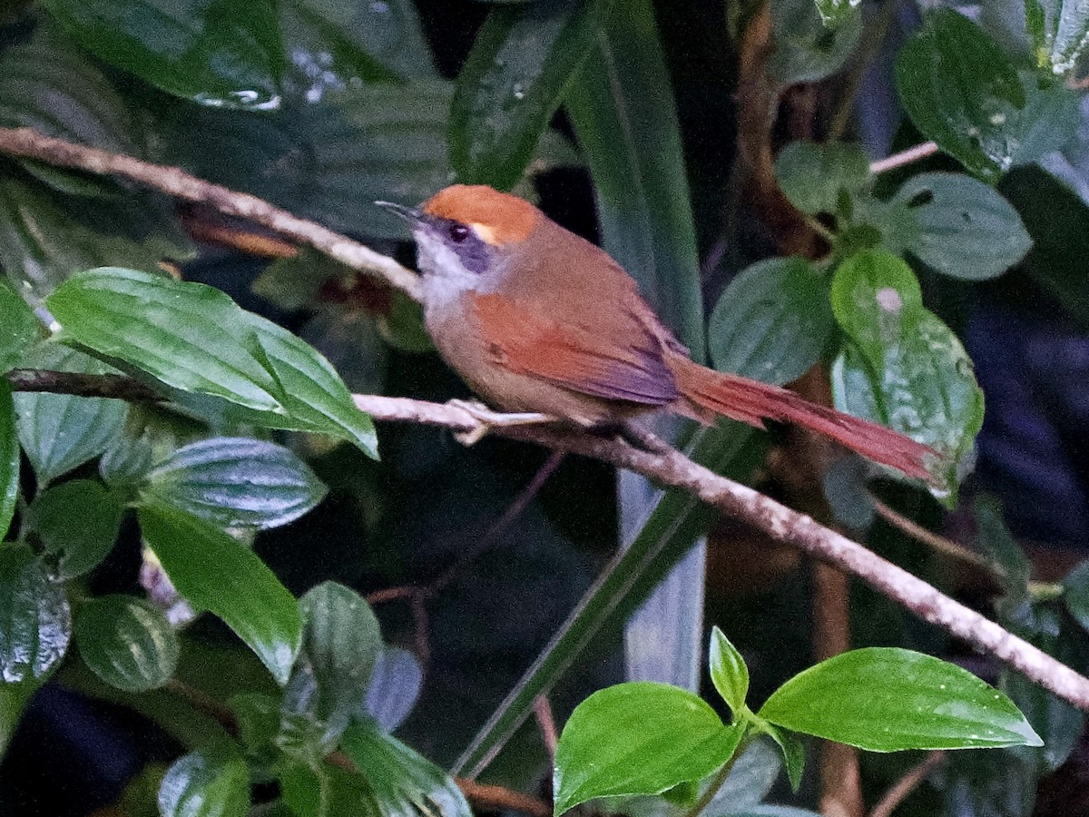 Rufous-capped Spinetail - ML616616652