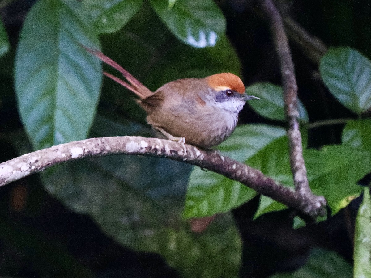 Rufous-capped Spinetail - ML616616653